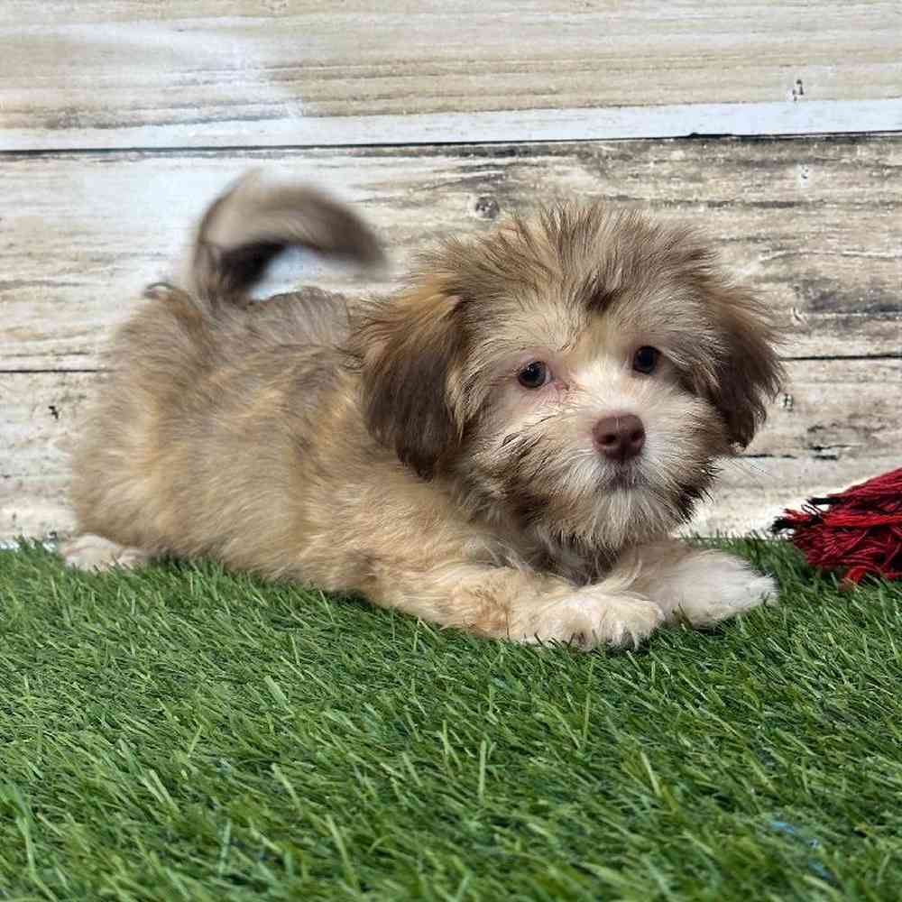 Male Havanese Puppy for Sale in Saugus, MA