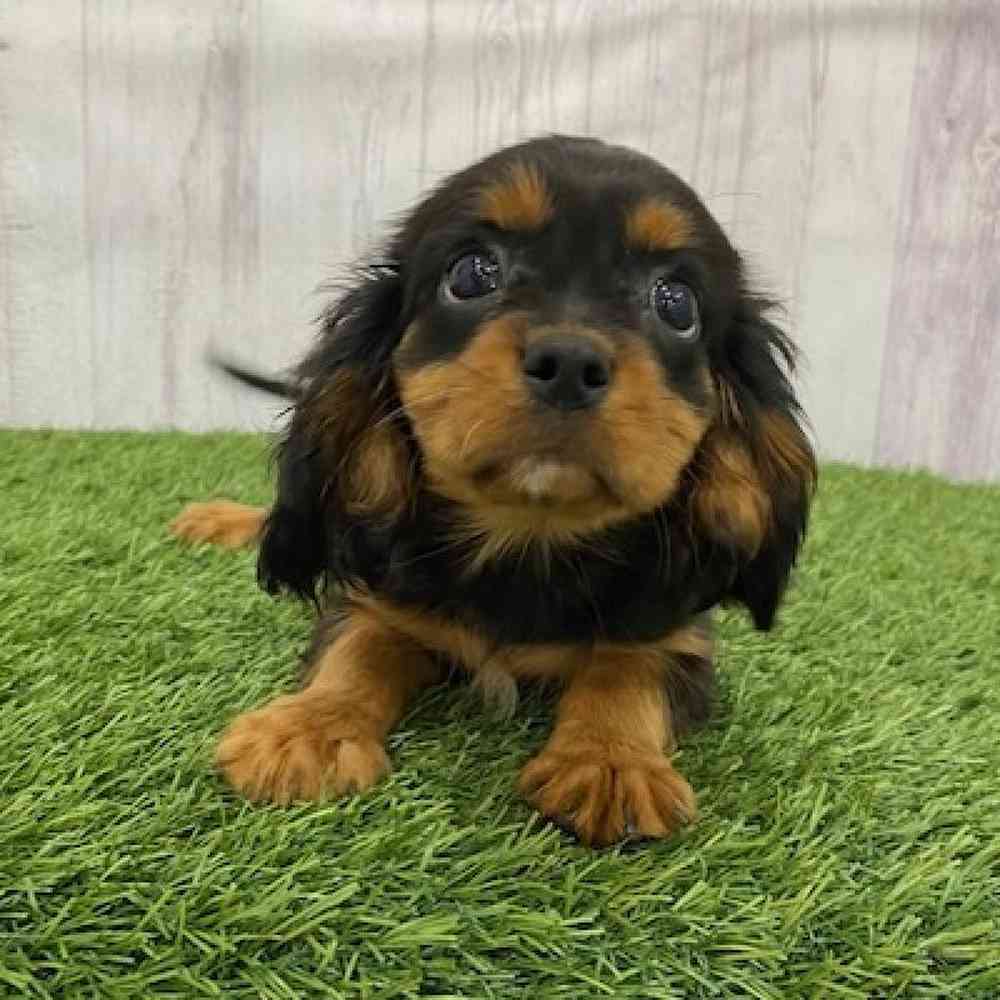 Female Cavalier King Charles Spaniel Puppy for Sale in Braintree, MA