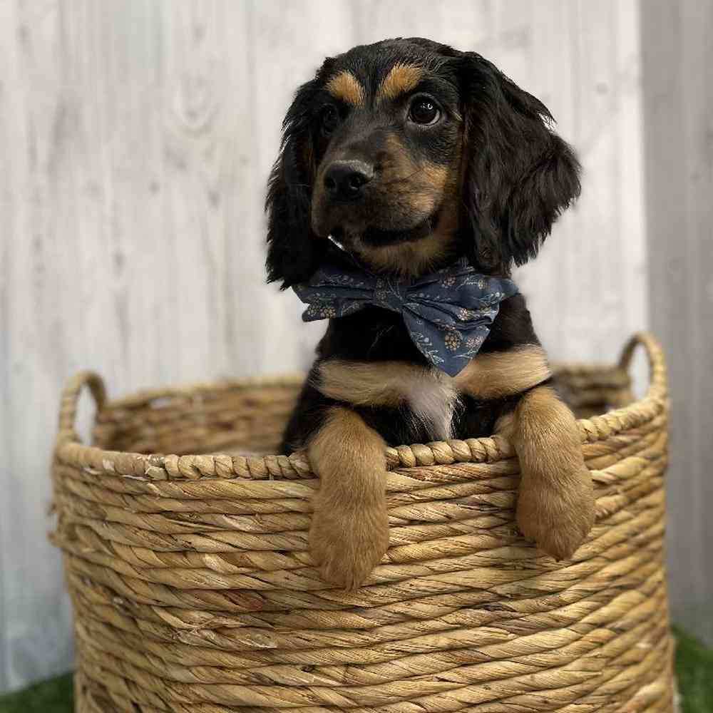 Cotralian (Mini Aussie/Cocker Spaniel) For Sale Pet Express Braintree