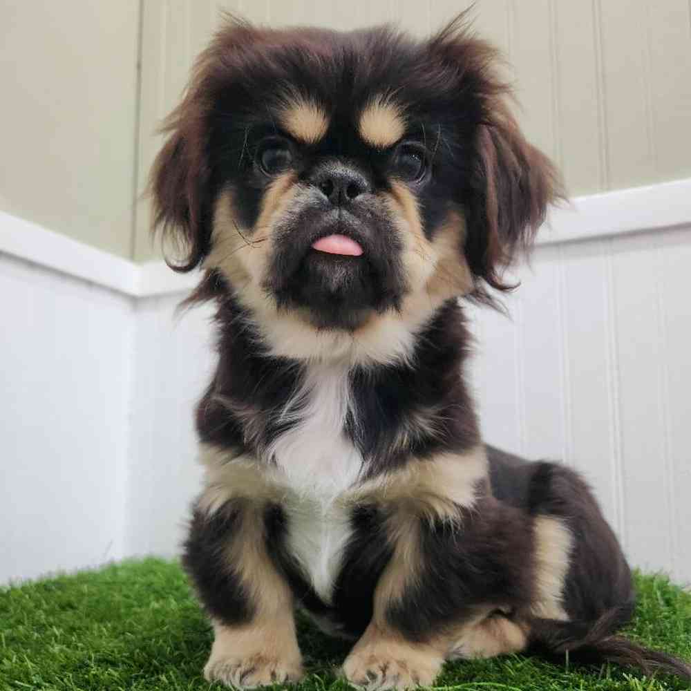 Male Pekingese Puppy for Sale in Braintree, MA