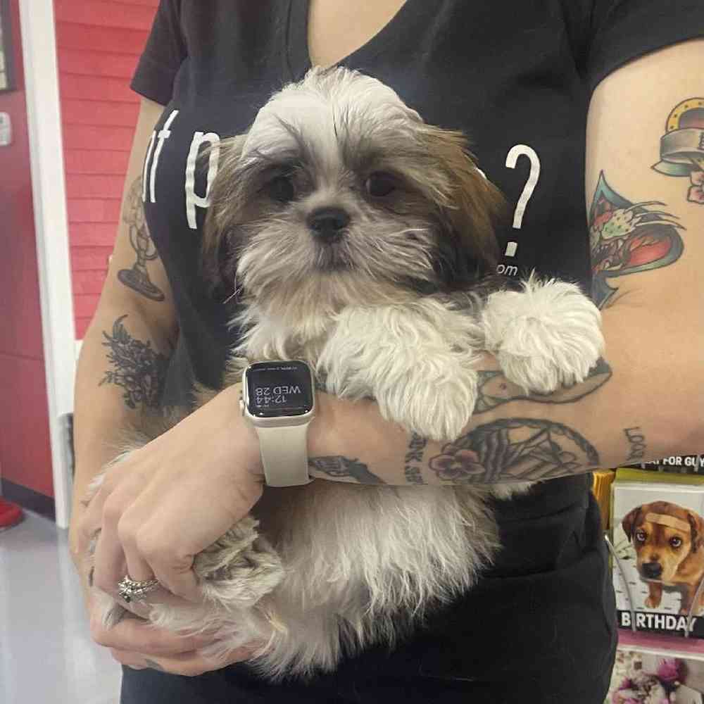 Male Shih Tzu Puppy for Sale in Saugus, MA