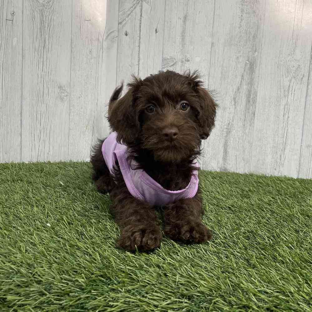 Female Mini Labradoodle 2nd Gen Puppy for sale