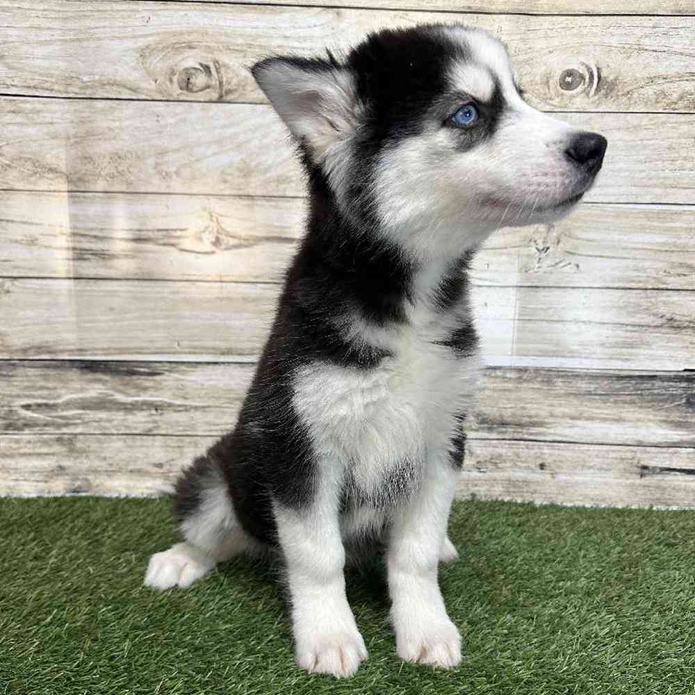 Male Siberian Husky Puppy for Sale in Saugus, MA