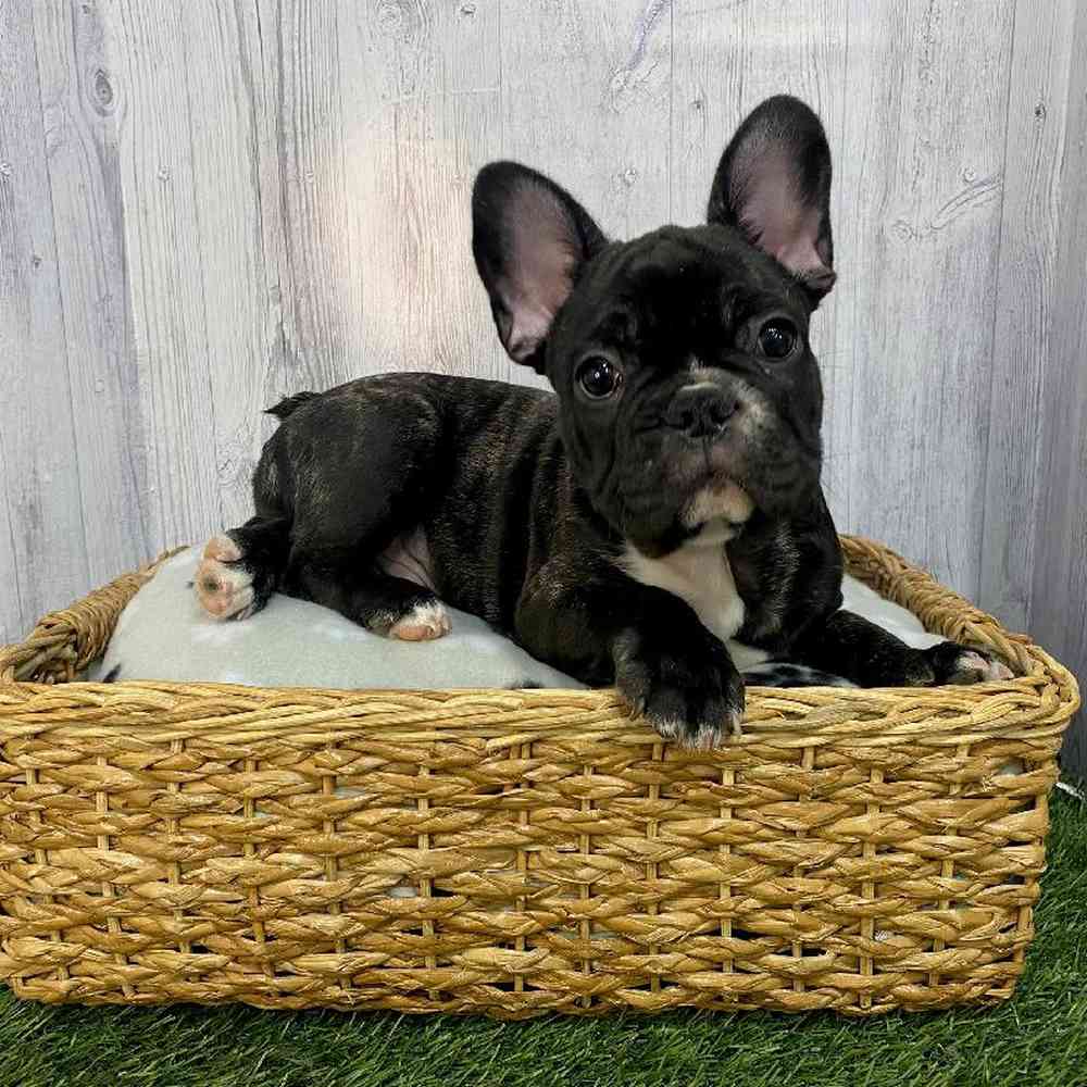 Male French Bulldog Puppy for Sale in Saugus, MA