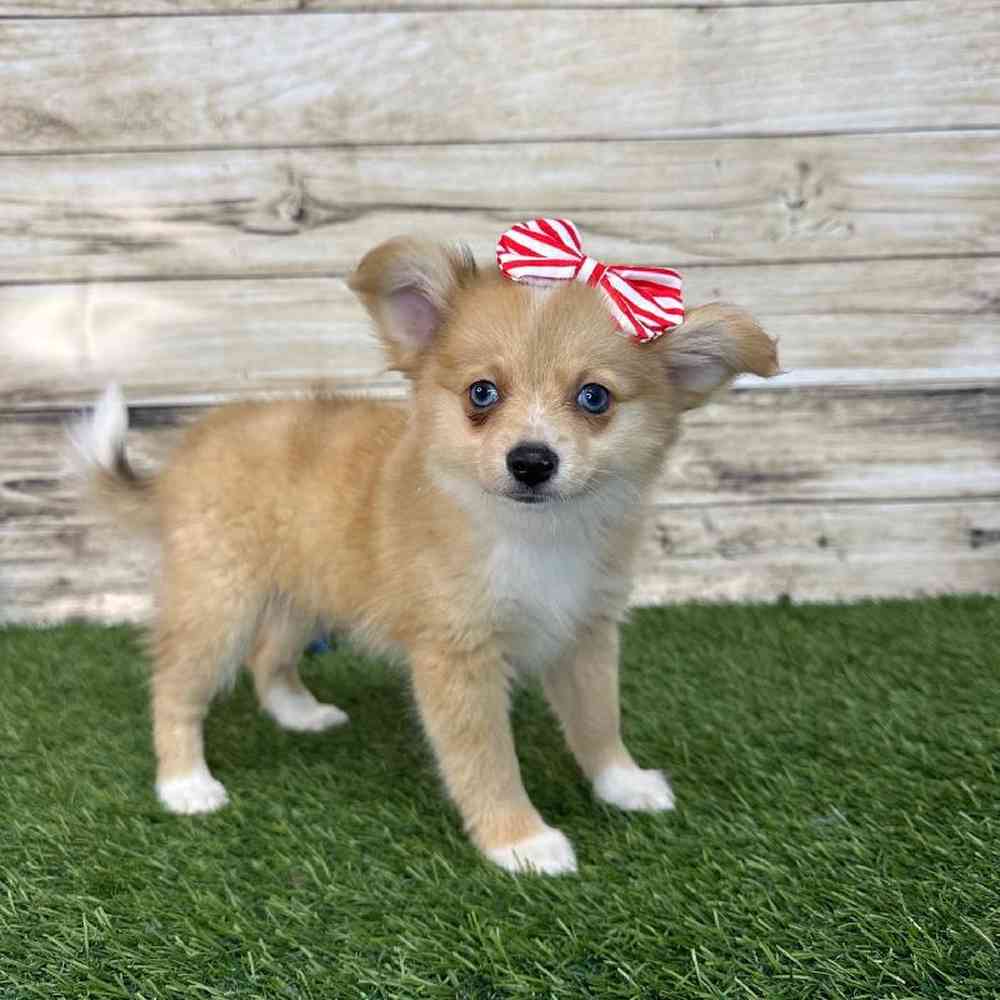 Female Aussie Pom Puppy for Sale in Saugus, MA