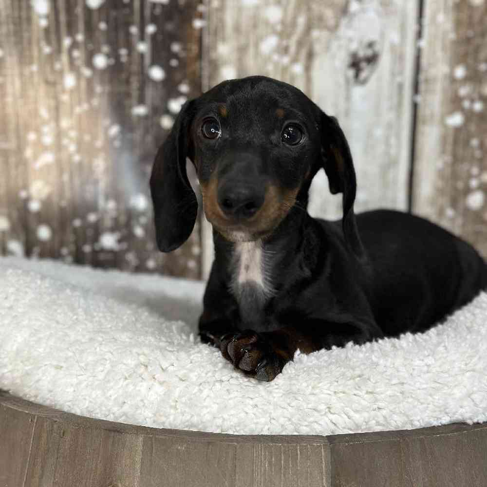 Male Dachshund Puppy for Sale in Saugus, MA