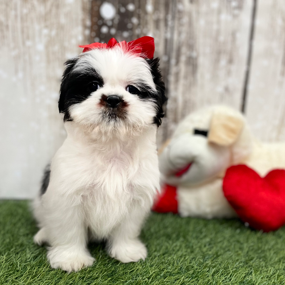 Female Shih Tzu Puppy for Sale in Braintree, MA