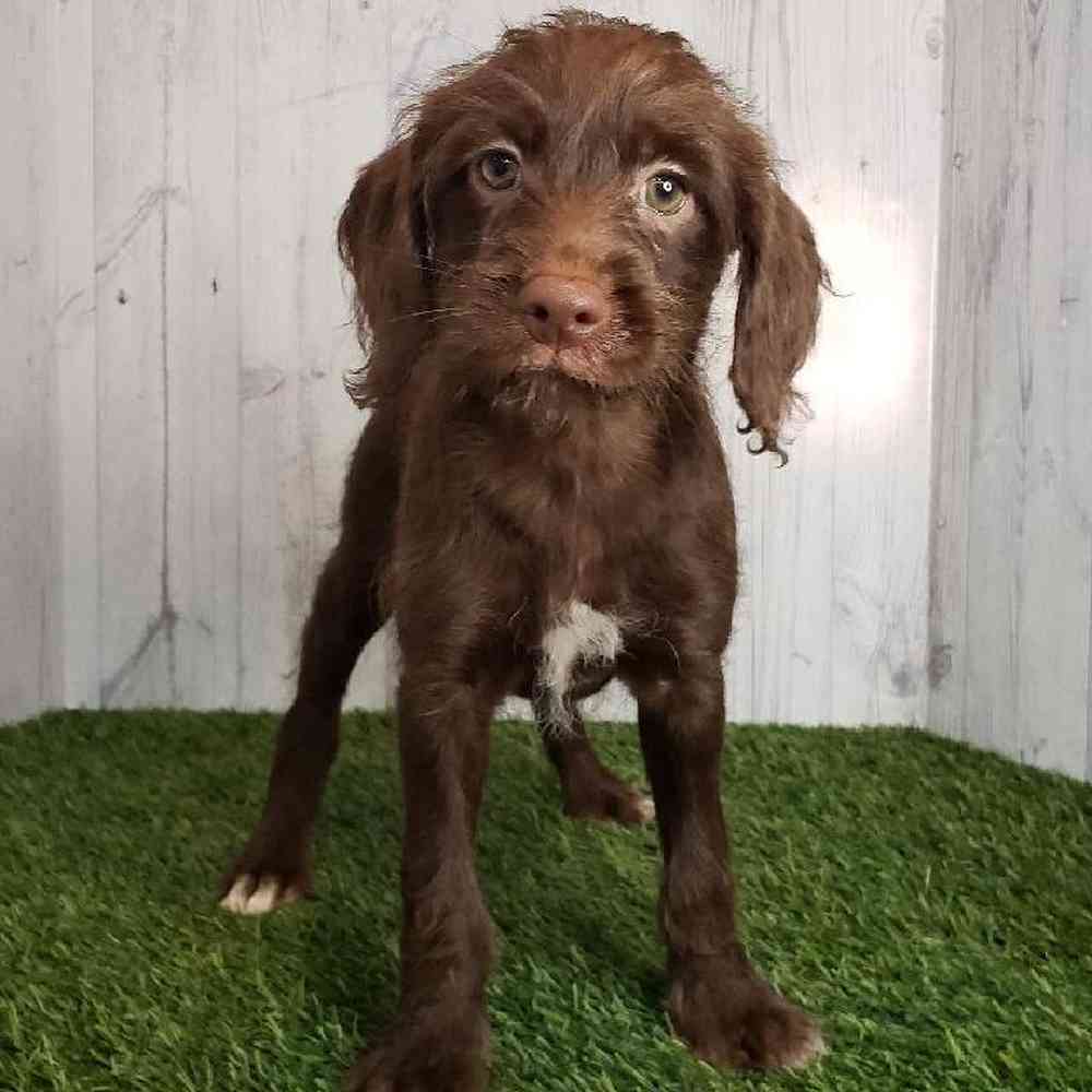 Female Mini Labradoodle Puppy for sale