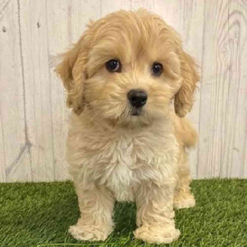 Male CockaChon Puppy for sale