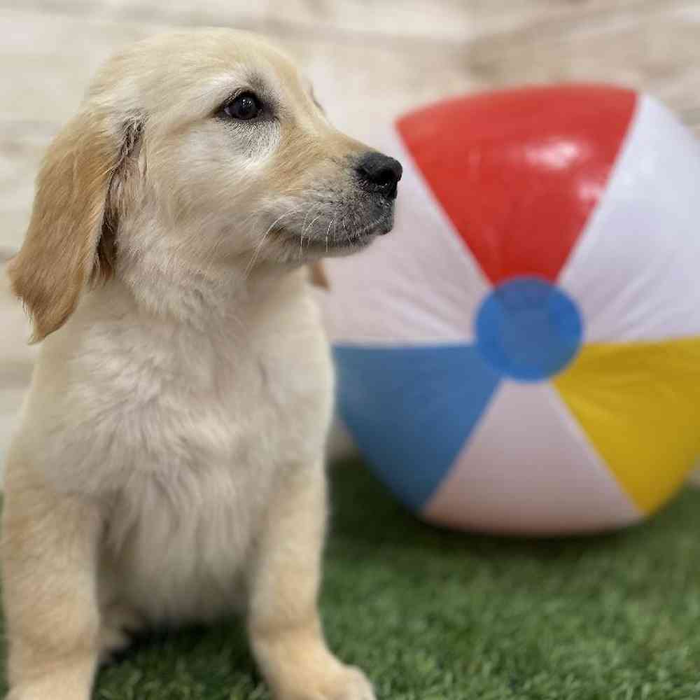 Female Golden Retriever Puppy for Sale in Braintree, MA