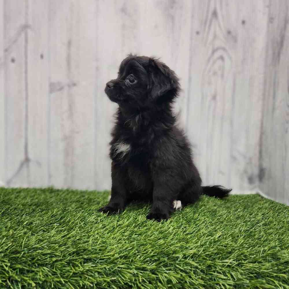 Female Peke A Poo Puppy for Sale in Braintree, MA