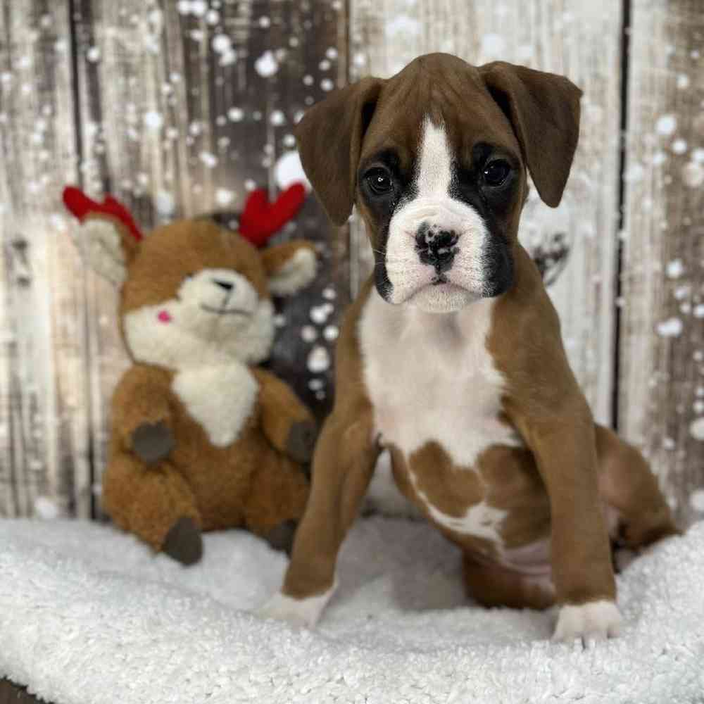 Female Boxer Puppy for Sale in Saugus, MA