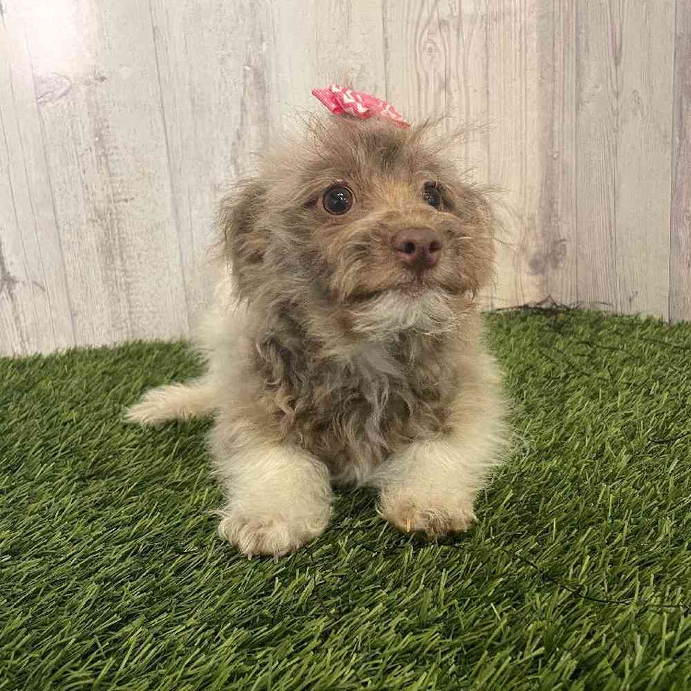 Female Hava-Pom Puppy for sale
