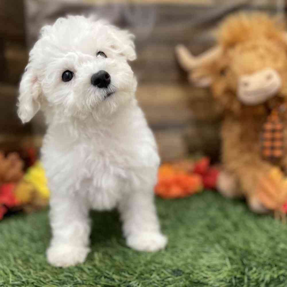 Female Bichon Frise Puppy for Sale in Braintree, MA