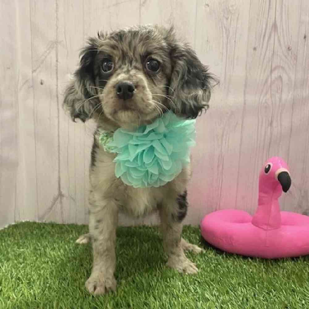 Female Coton Poodle Puppy for Sale in Braintree, MA