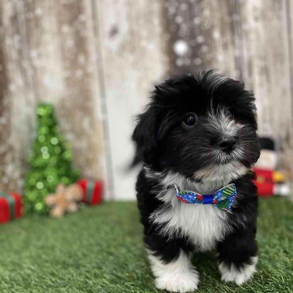 Male Havanese Puppy for Sale in Braintree, MA