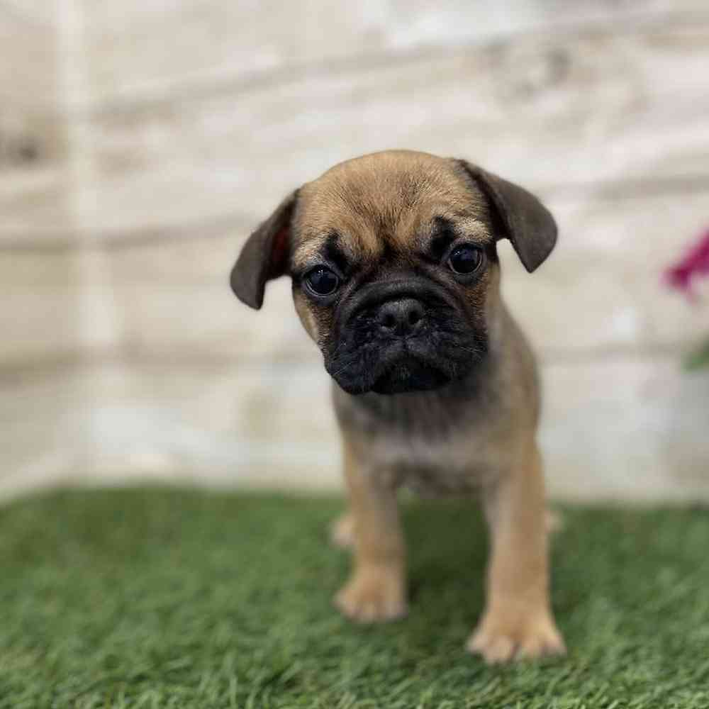 Female Frug Puppy for Sale in Braintree, MA