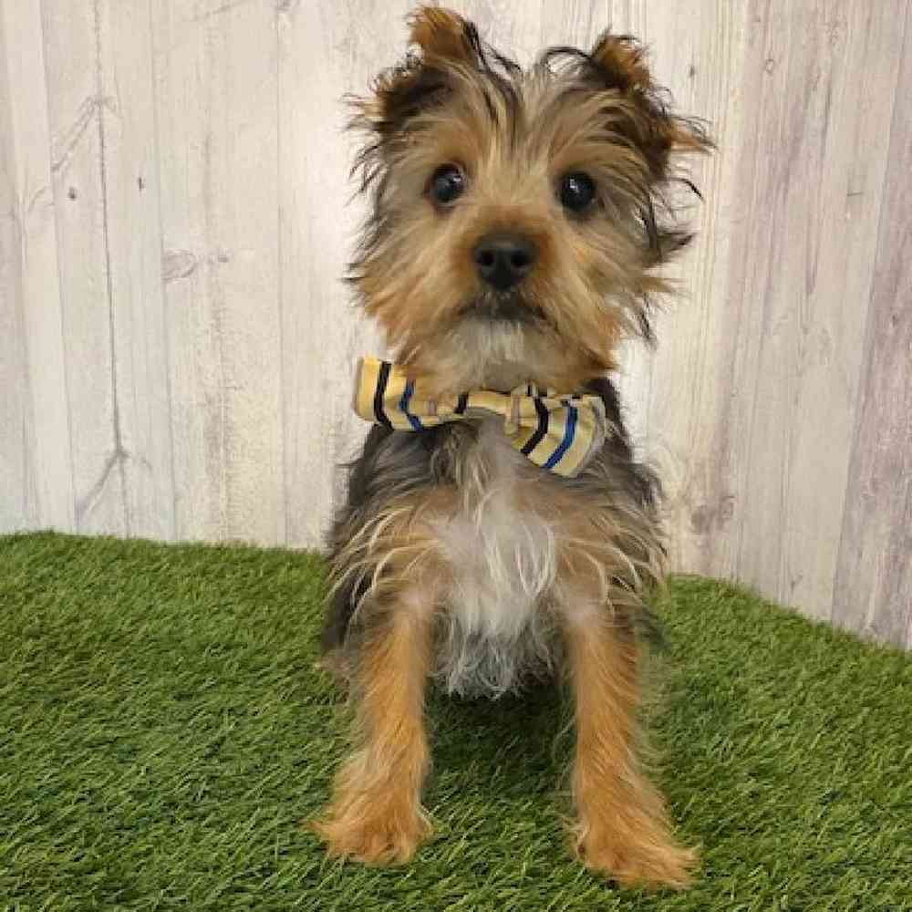 Male Yorkshire Terrier Puppy for Sale in Saugus, MA
