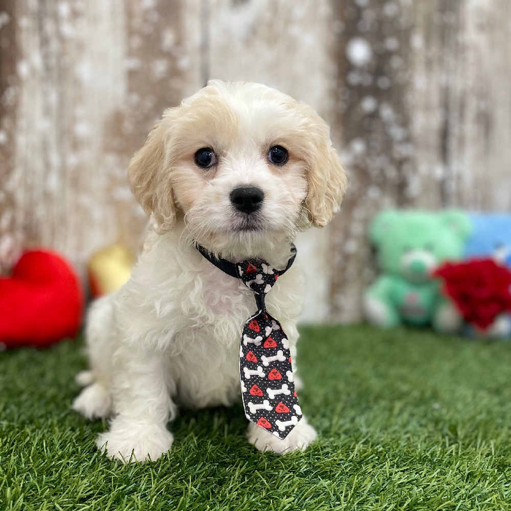 Male Cavachon Puppy for Sale in Braintree, MA