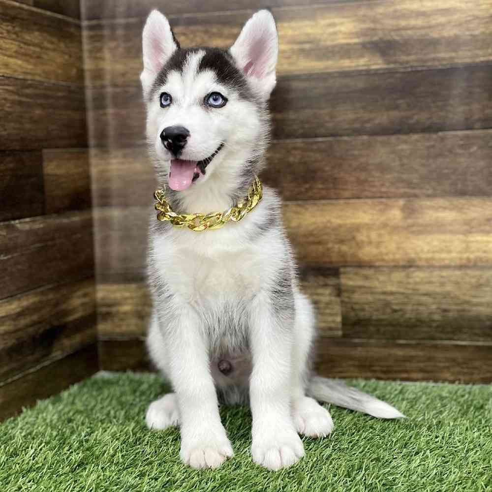 Male Huskimo Puppy for Sale in Braintree, MA