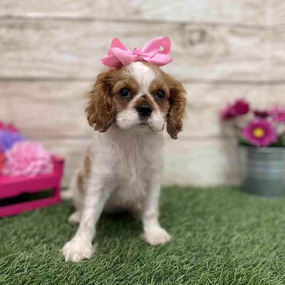 Female Cavalier King Charles Spaniel Puppy for Sale in Saugus, MA