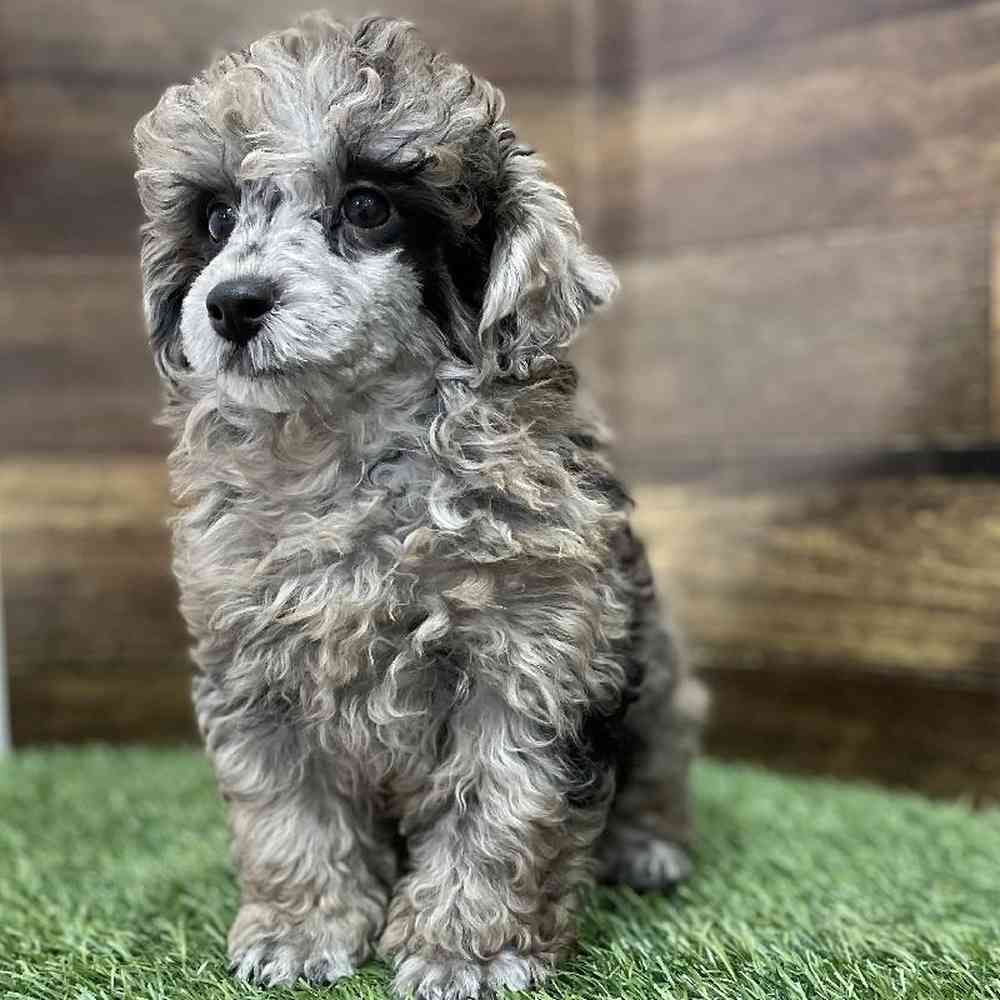 Male Poodle Toy Puppy for Sale in Braintree, MA