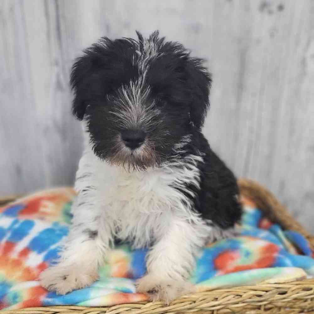 Male Miniature Schnauzer Puppy for Sale in Saugus, MA