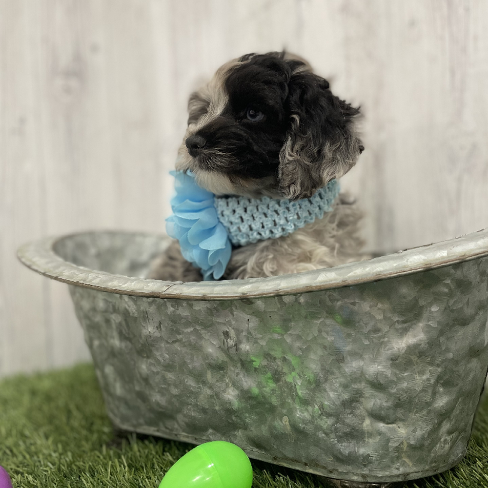 Female Cockapoo Puppy for Sale in Braintree, MA