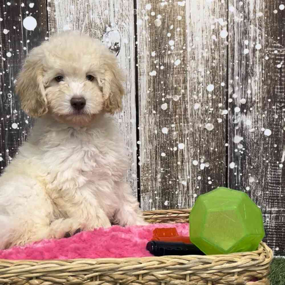 Female Mini Labradoodle 2nd Gen Puppy for Sale in Saugus, MA