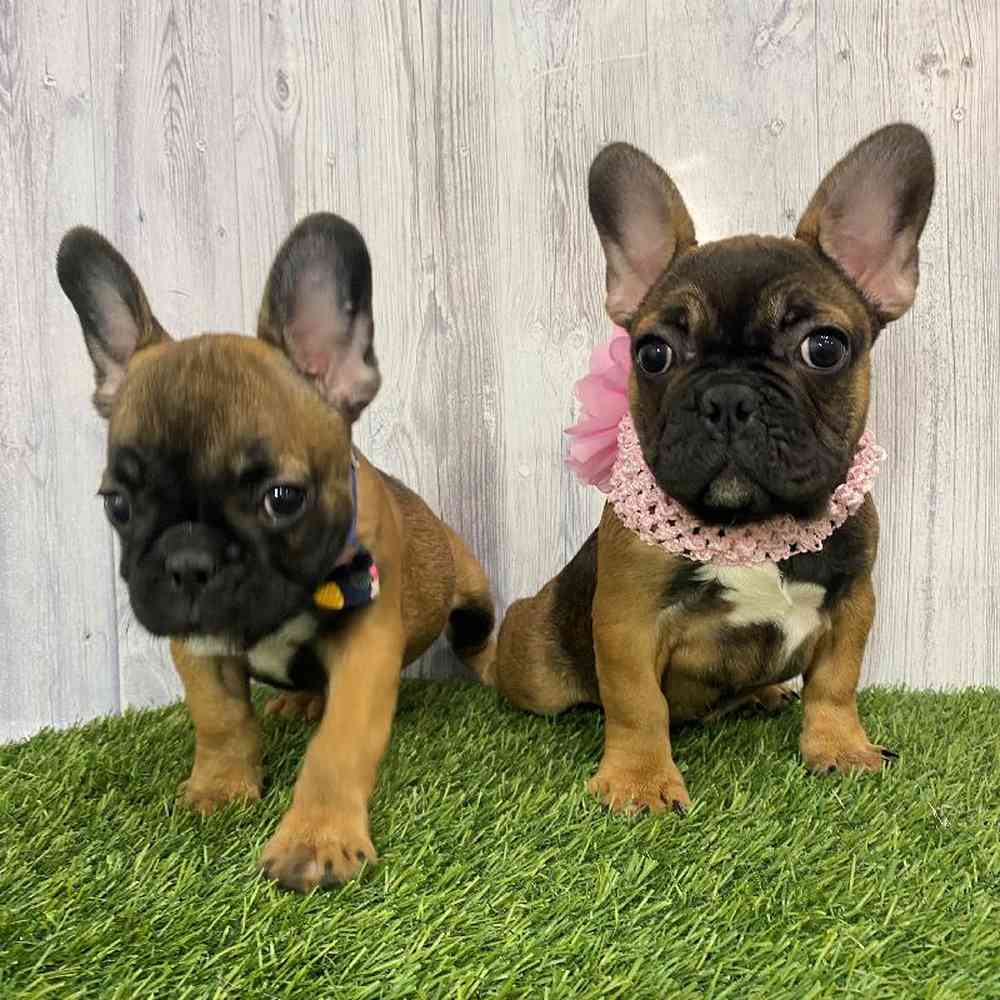 Female French Bulldog Puppy for Sale in Saugus, MA