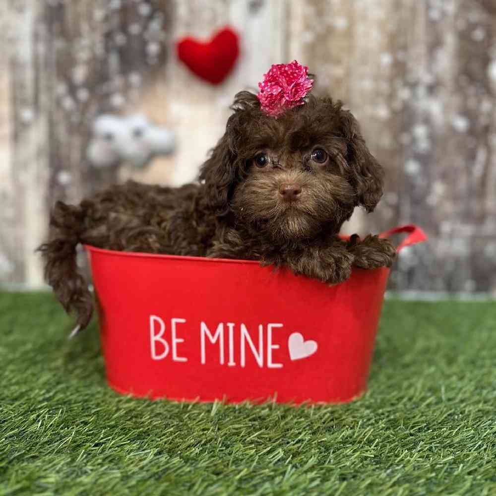 Female Havapoo Puppy for Sale in Saugus, MA