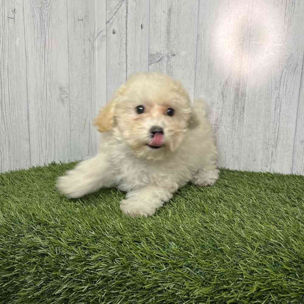 Female Bichon-Poodle Puppy for sale