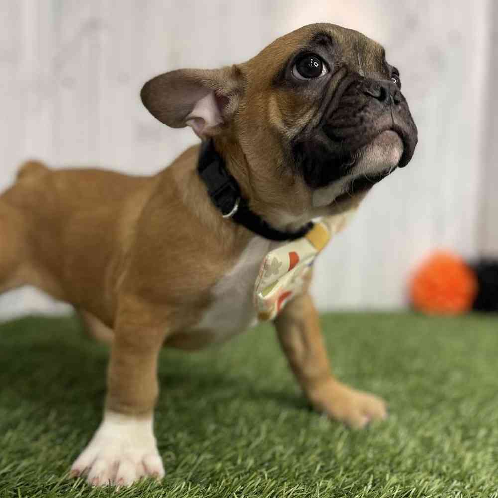 Male French Bulldog Puppy for sale