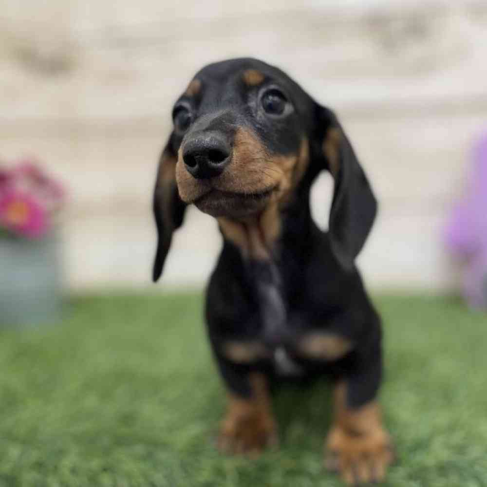 Female Dachshund Puppy for Sale in Braintree, MA