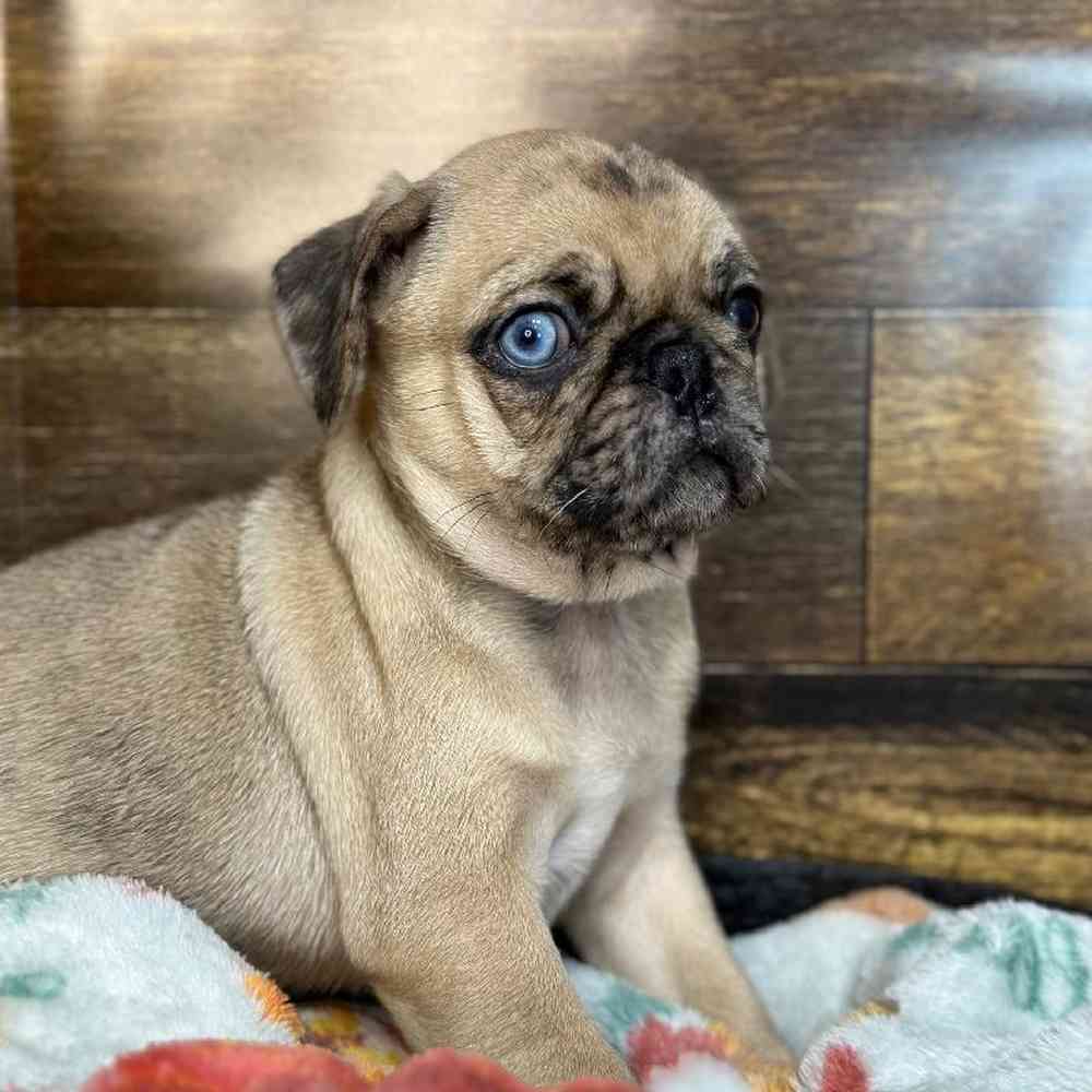 Male Pug Puppy for Sale in Saugus, MA