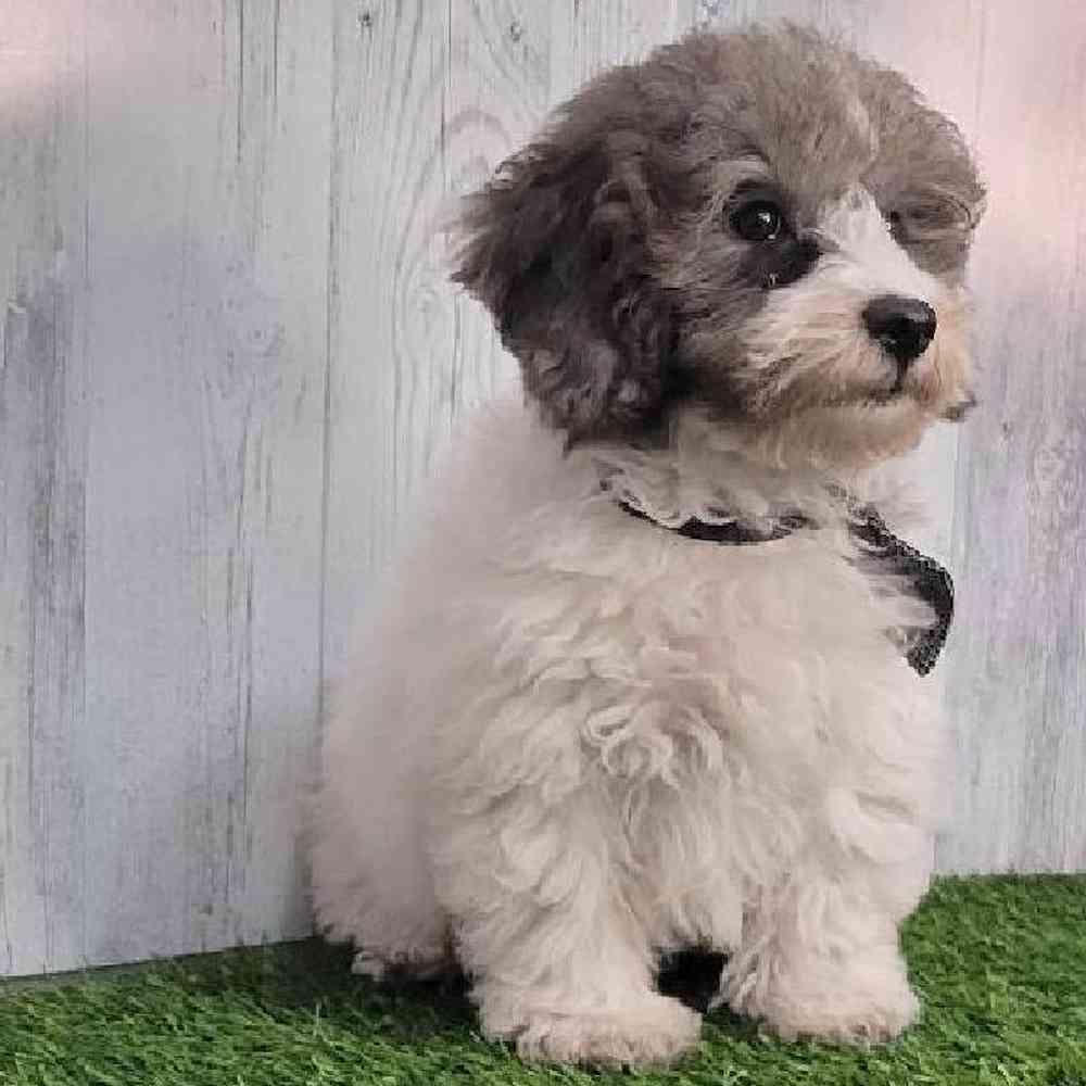 Male Bichon-Poodle Puppy for sale