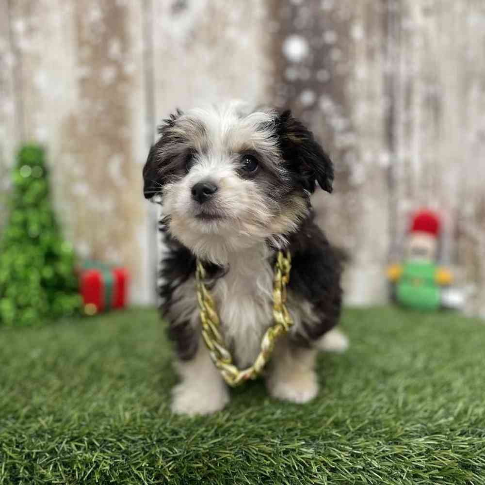 Male Aussiechon Puppy for Sale in Braintree, MA