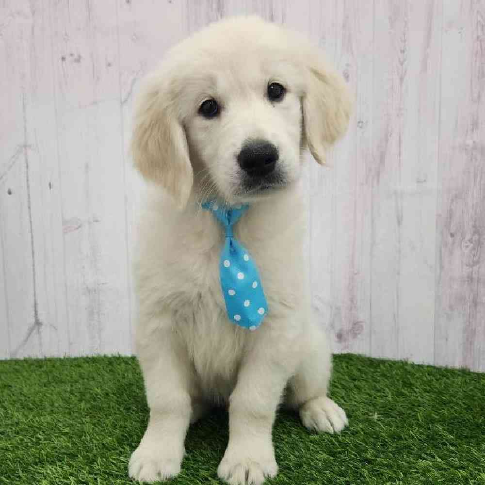 Male Golden Retriever Puppy for Sale in Braintree, MA