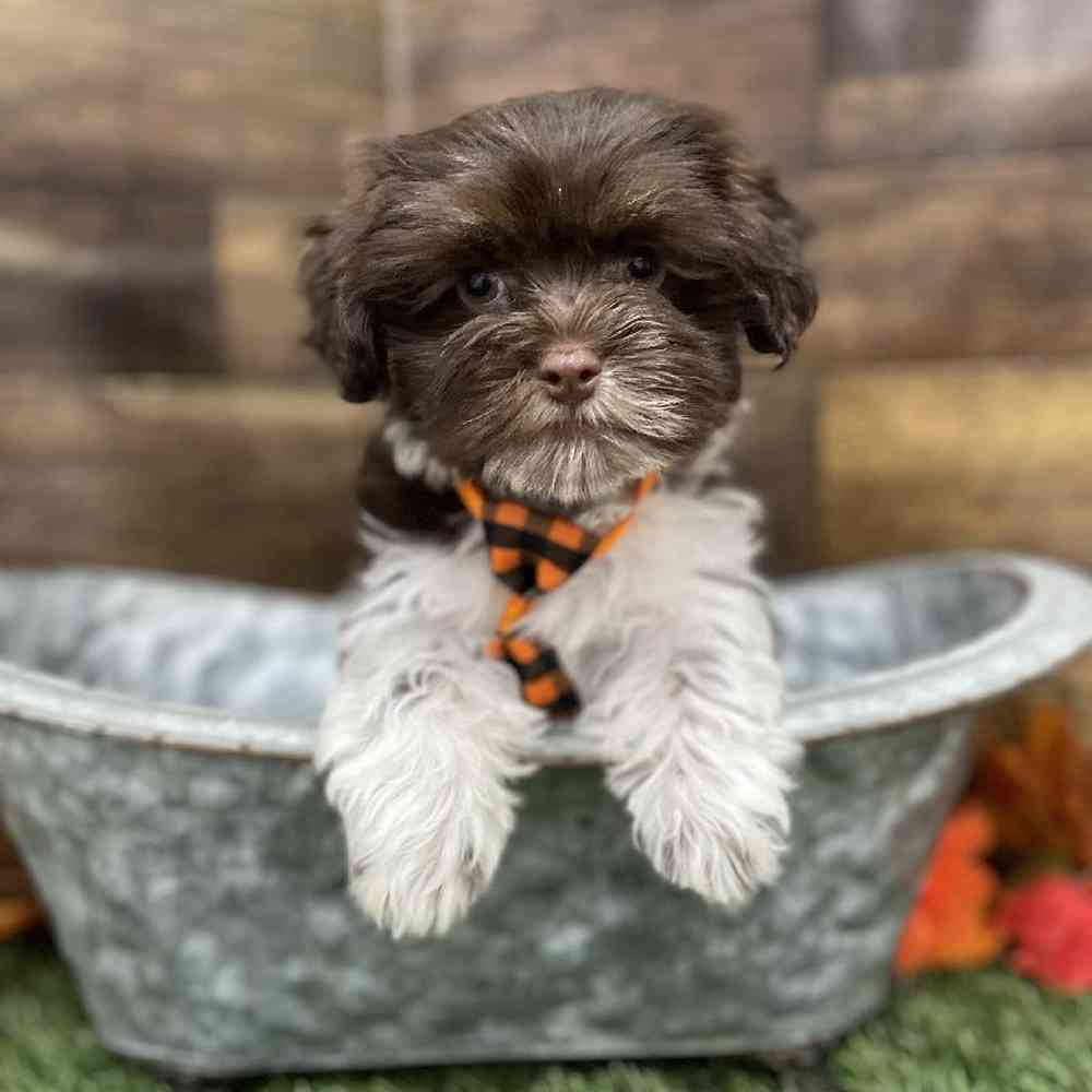 Male Havanese Puppy for Sale in Braintree, MA