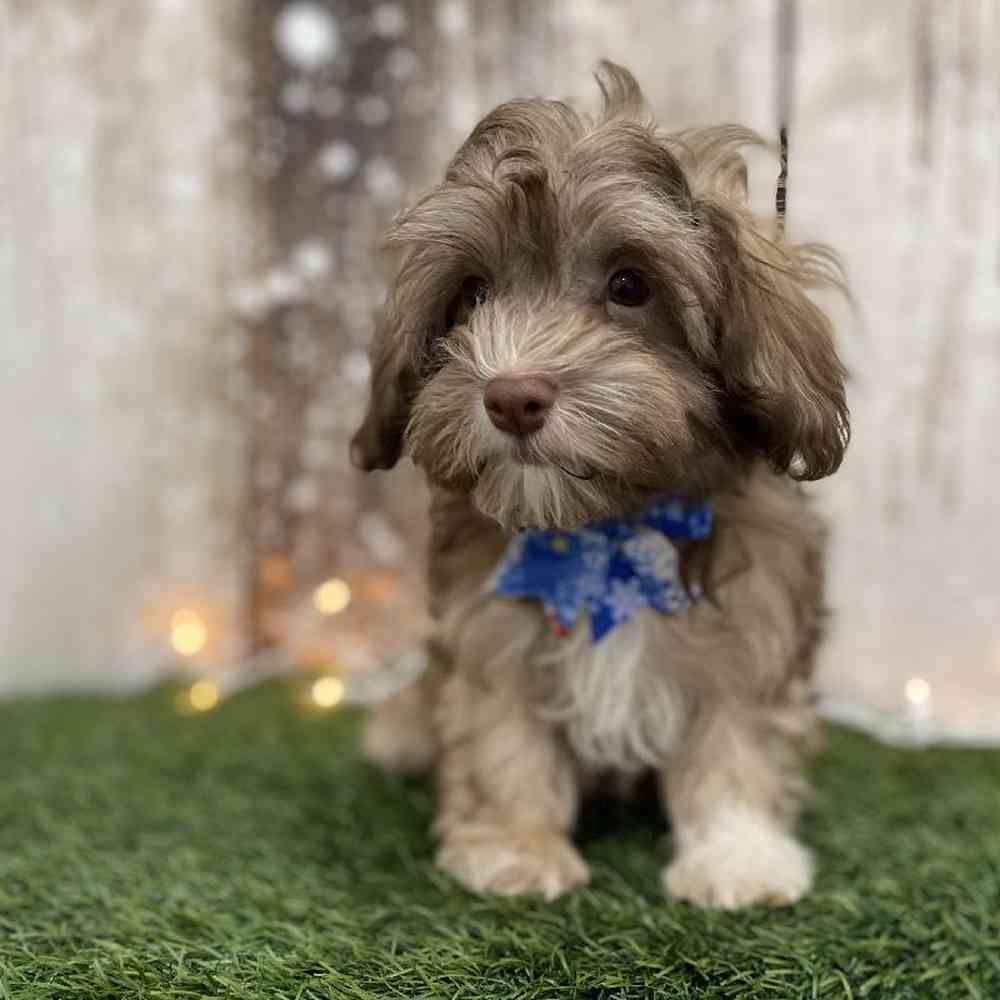 Male Havanese Puppy for Sale in Braintree, MA