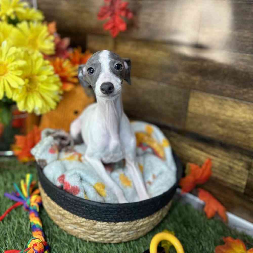 Female Italian Greyhound Puppy for Sale in Saugus, MA