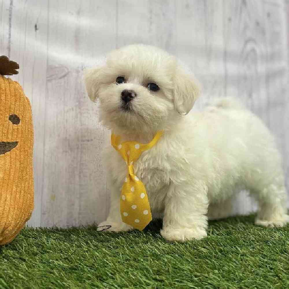 Male Coton De Tulear Puppy for Sale in Braintree, MA