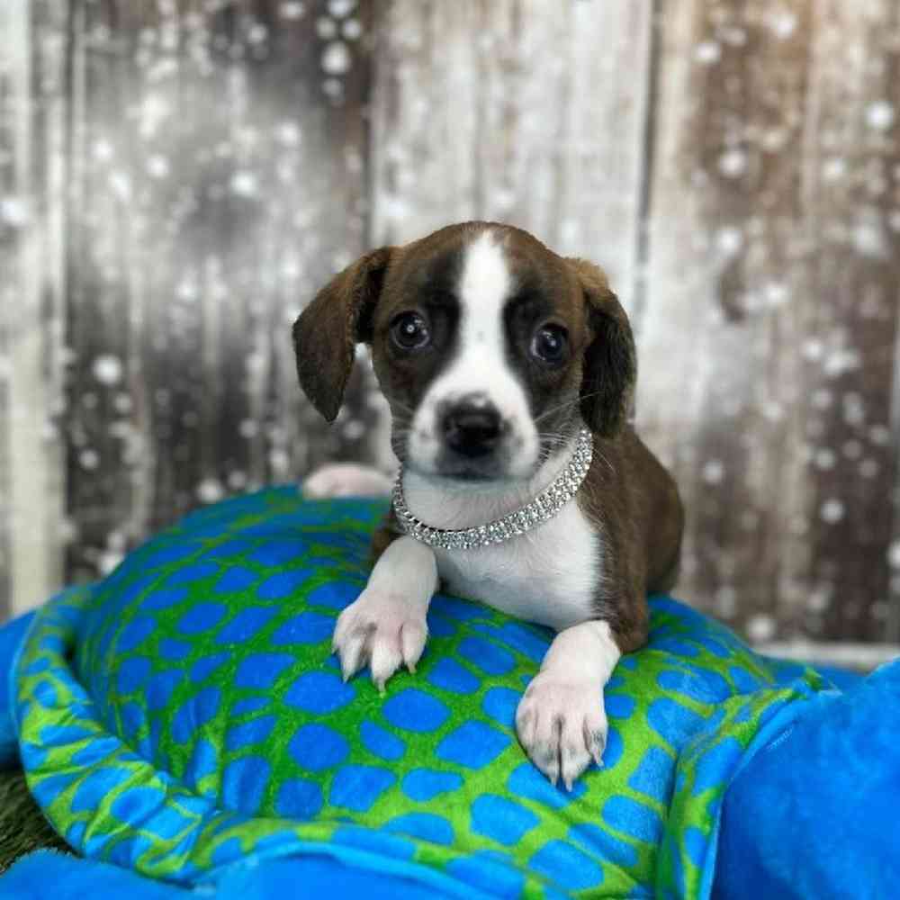 Female Boglen Terrier Puppy for Sale in Saugus, MA