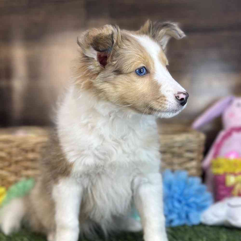 Female Shetland Sheepdog Puppy for Sale in Braintree, MA
