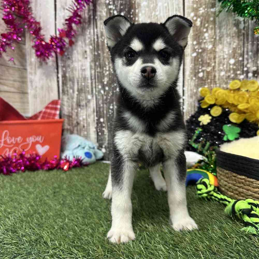 Male Alaskan Klee Kai Puppy for Sale in Saugus, MA