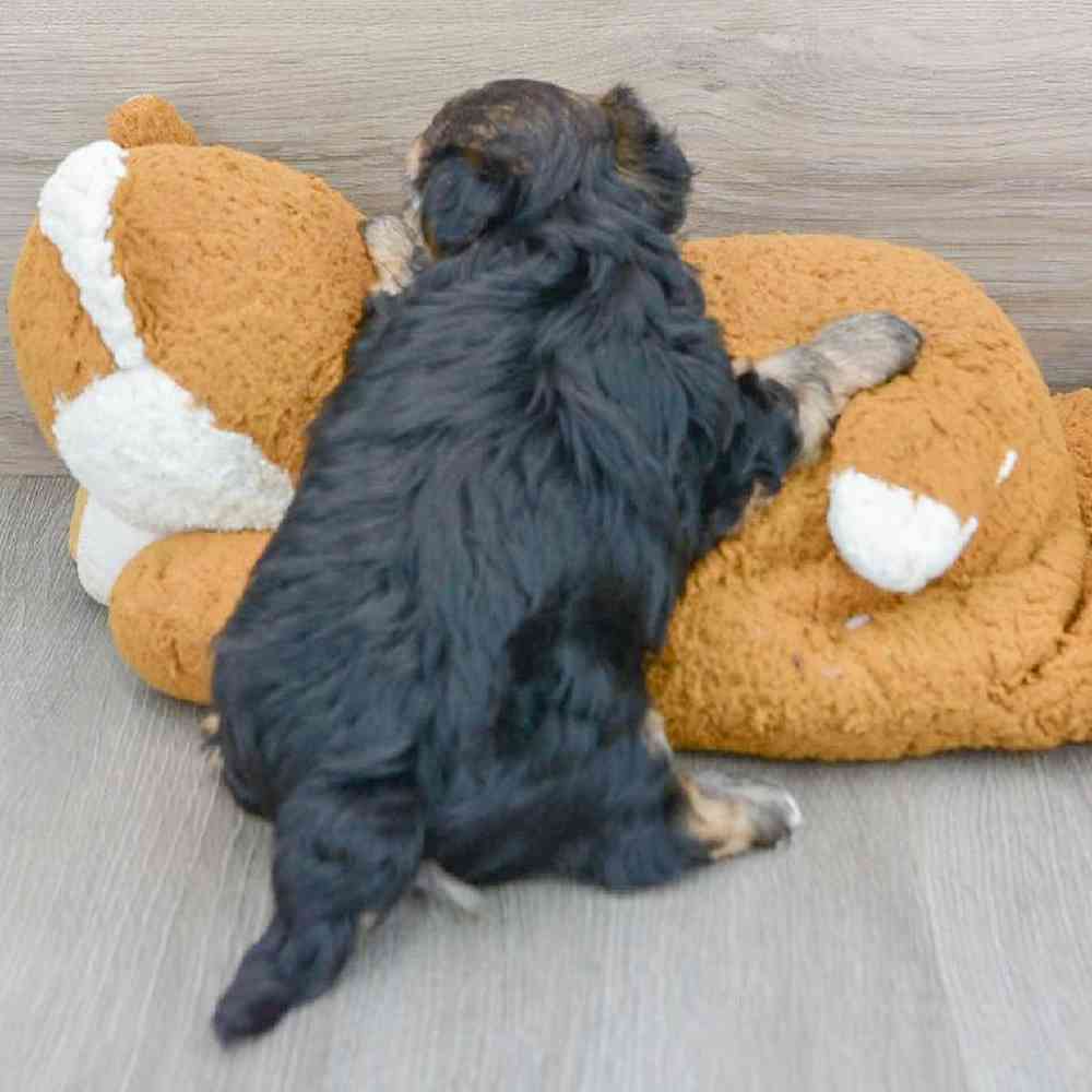morkie-zeppelin-5688124571062322.jpg