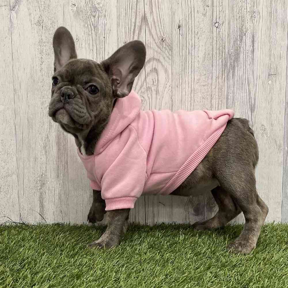 Female French Bulldog Puppy for Sale in Braintree, MA