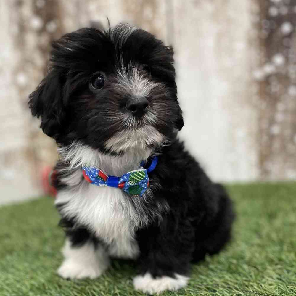 Male Havanese Puppy for Sale in Braintree, MA