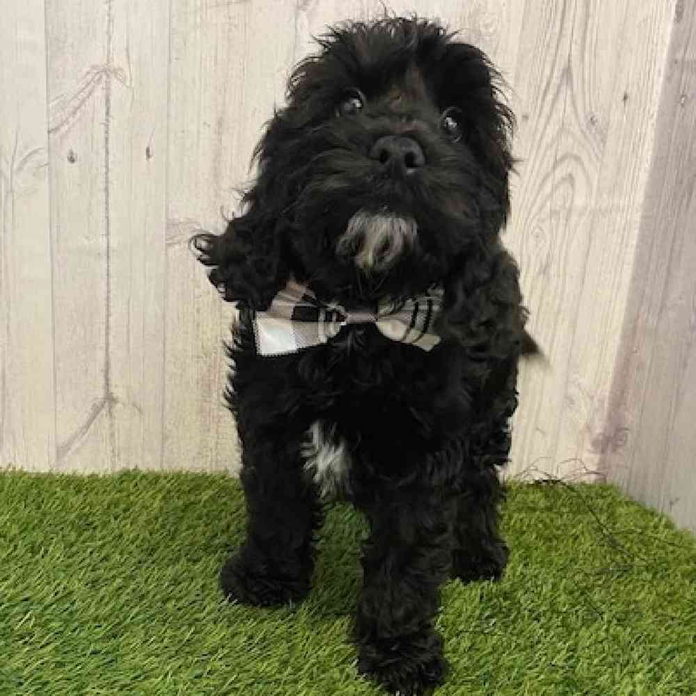 Male Cockapoo Puppy for sale