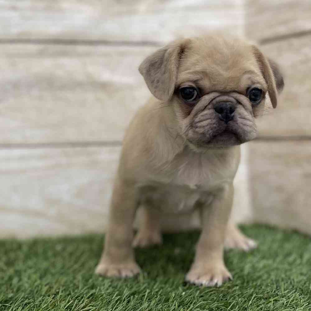 Female Pug Puppy for Sale in Braintree, MA